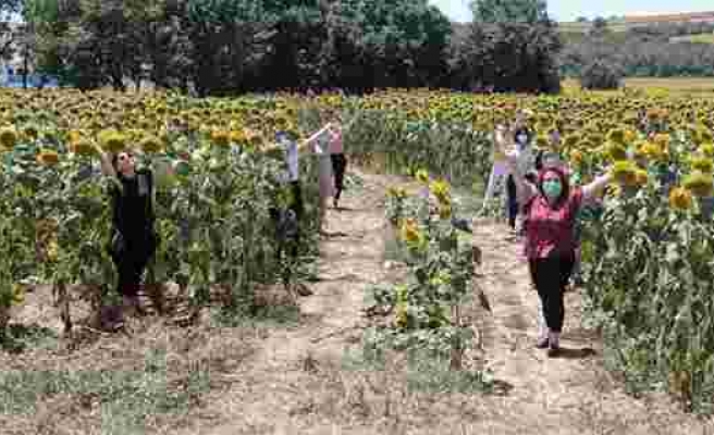 Kadınlar azmetti, 1,5 milyon metrekarelik boş arazi ayçiçek tarlasına döndü