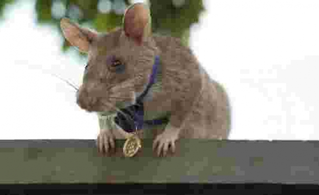 Kahraman sıçan Magawa ile tanışın