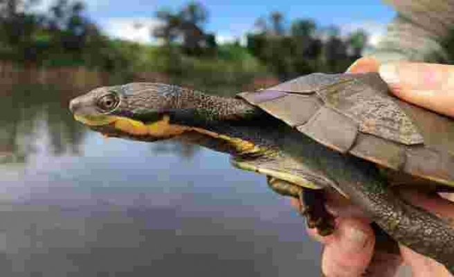 Kaplumbağasını Gezmeye Çıkartan Kadına Ceza Kesildi: 'Haklı Bir Nedeni Olduğunu Kanıtlayamadı'