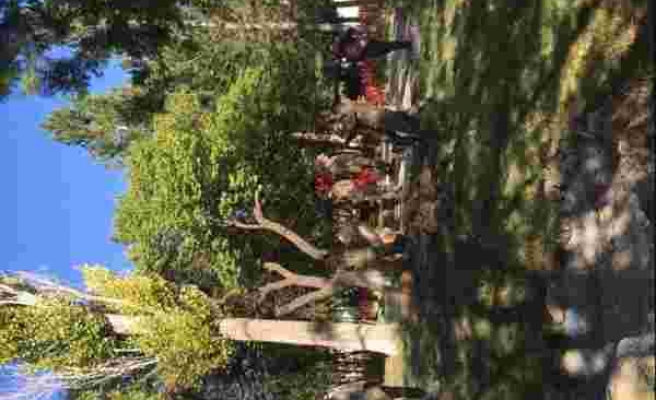 Karapınar'da ağaç kesme ve boylama kursu