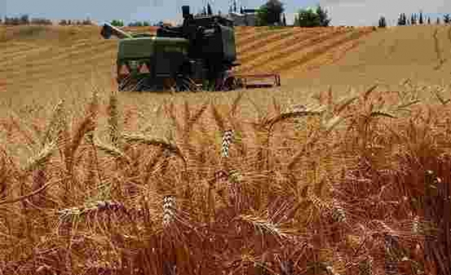 Karar Resmi Gazete'de: Buğdayda Gümrük Vergisi Sıfırlandı