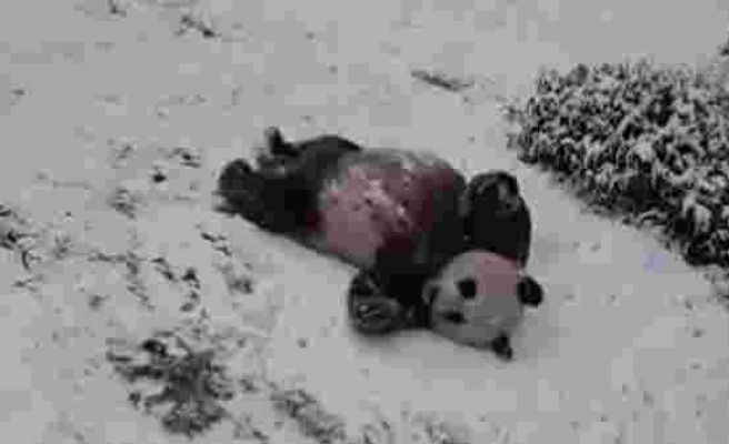 Karın Keyfini Kayarak Doyasıya Yaşayan Pandanın Kalbinizi Isıtacak Görüntüleri