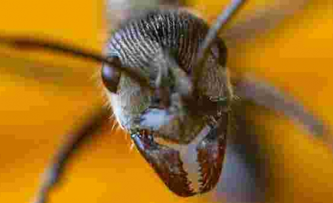 Karınca dişlerinin ardındaki güç