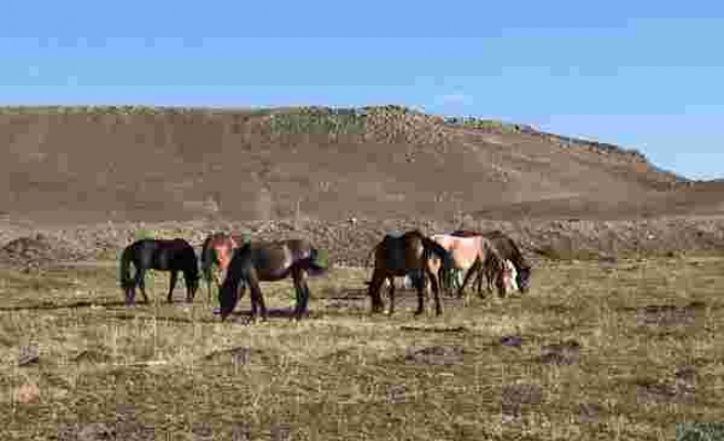 Kars'ta yılkı atları doğal ortamlarında görüntülendi