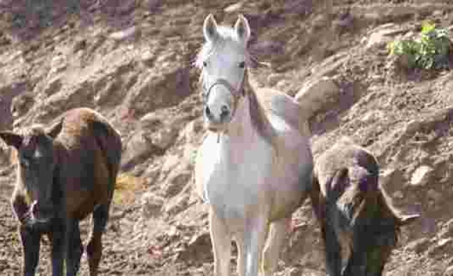 Kayıp Atlarla İlgili Yeni İddia: 'Birçoğu Irak'a Satıldı, Satışa Uygun Olmayanlar Mezbahanede Kesildi...'