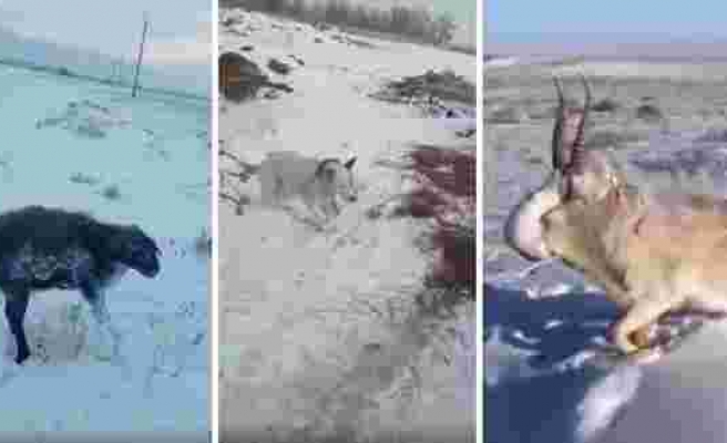 Kazakistan'ın En Büyük Metropollerinden Almatı'da Soğuktan Donan Hayvanların Görüntüleri