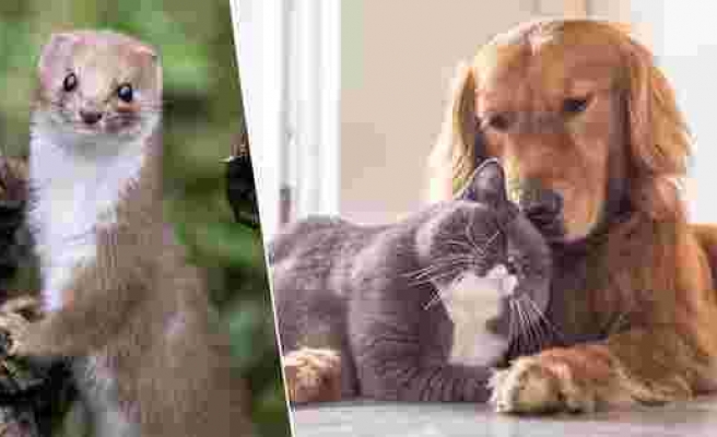 Kedi, Köpek ve Gelincik Sahiplerine Pasaport ve Mikroçip Takma Zorunluluğu