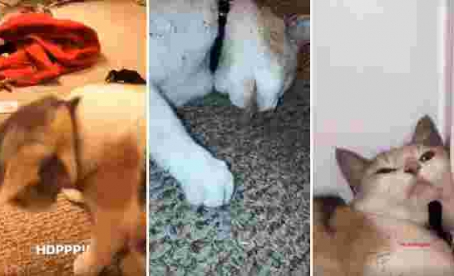 Kedi Nanesi Paketini Bulup Parçaladıktan Sonra Harikalar Diyarına Geçiş Yapan Kedi