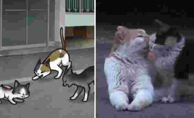 Kedilerin Saldırısından Başka Kedi Sayesinde Kurtulan Kedinin İyi İnsanların Elinde Yaşadığı Muhteşem Değişim