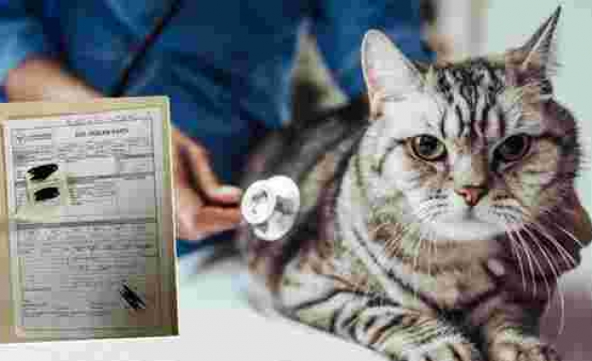 Kedinin ısırdığı veteriner hekim, kuduz aşısı bulamadı