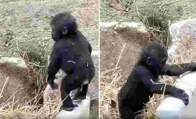 Kendi Başına Bir Güzel Eğlenirken Annesi Tarafından Engellenen Yavru Goril