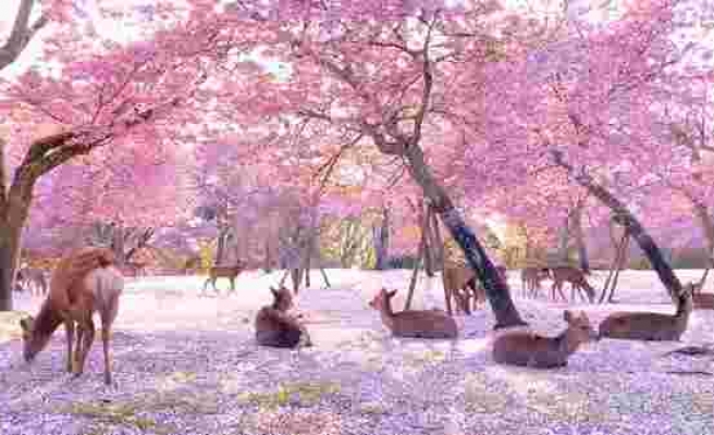 Kiraz Ağaçlarının Çiçek Açan Büyüleyici Görüntüsü Aşağıda Keyif Yapan Geyikler