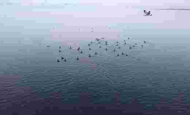 Konya’nın göllerinde su kuşlarının sayımı tamamlandı