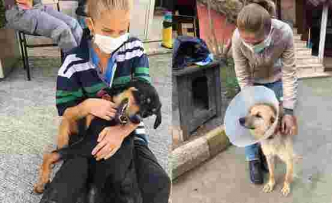 Köpeğe Şiddet Görüntülerini Sosyal Medyadan Paylaşan Hayvansevere Hapis İstemi