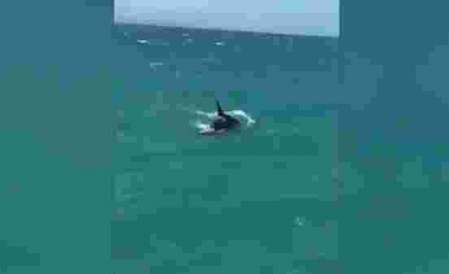 Köpek balığının 'katil' Orca çıktı