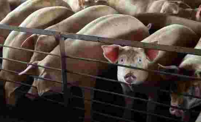 Korona ABD'yi vurmaya devam ediyor! Üretim durunca çiftlikteki hayvanlar öldürülüyor