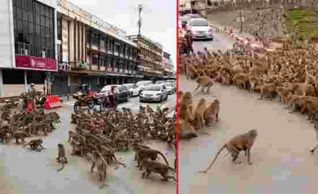 Korona nedeniyle aç kalan onlarca maymun Tayland sokaklarını istila etti