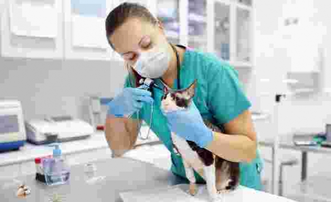 Korona Salgını Kedileri Hastanelik Etti: İnsanlarla Fazla Zaman Geçirmek Sağlık Sorunalarına Neden Oldu