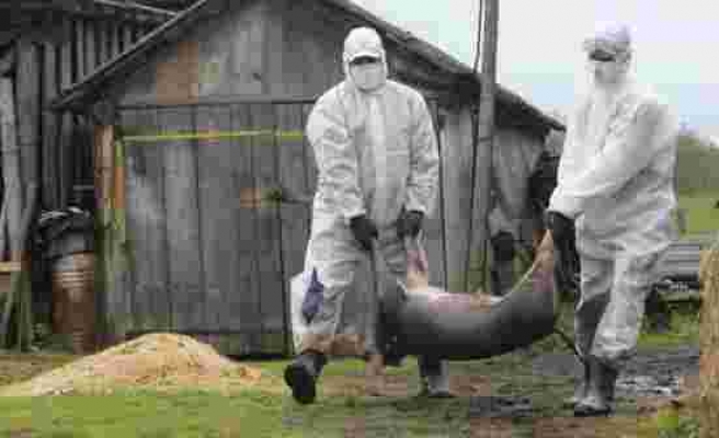 Koronanın çıkış noktası olan Çin'den bir korkutan haber daha: Çiftlikte domuz vebası tespit edildi