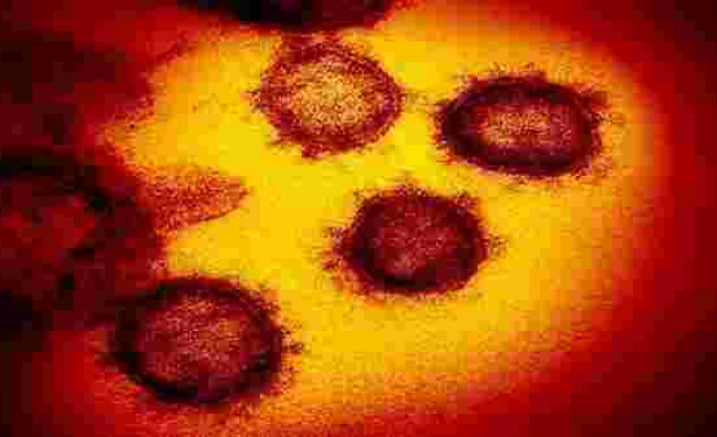 Koronavirüs arttığı-azaldığı iller