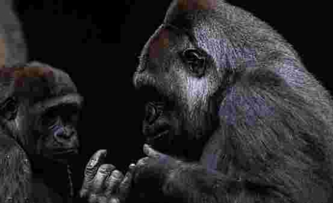 Koronavirüs ilk kez gorillerde de tespit edildi