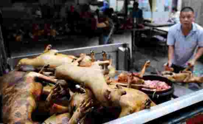 Koronavirüse sebep olan Çin yeni salgınlara davetiye çıkarıyor! Köpek eti festivali başladı