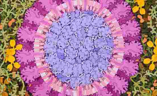 Koronavirüsün yumuşak karnı