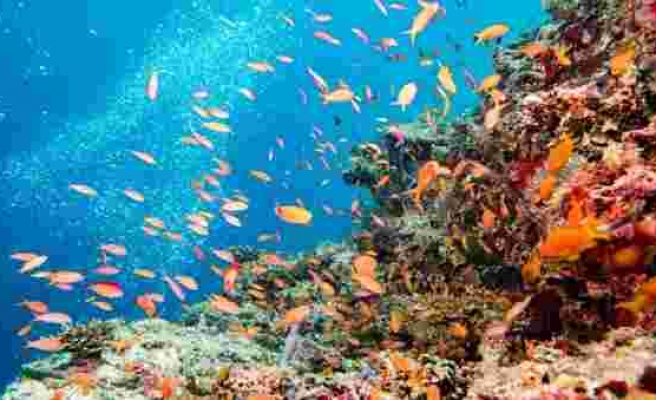 Küresel Isınma ile Mücadelede Yeni Umut: Endonezya’da 40 Bin Metrekarelik Mercan Resifi Hayata Döndürüldü