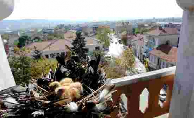 Kuşların Yumurtadan Çıkması Beklenecek: Bursa'daki Tarihi Kulede Onarım Çalışmaları Durduruldu