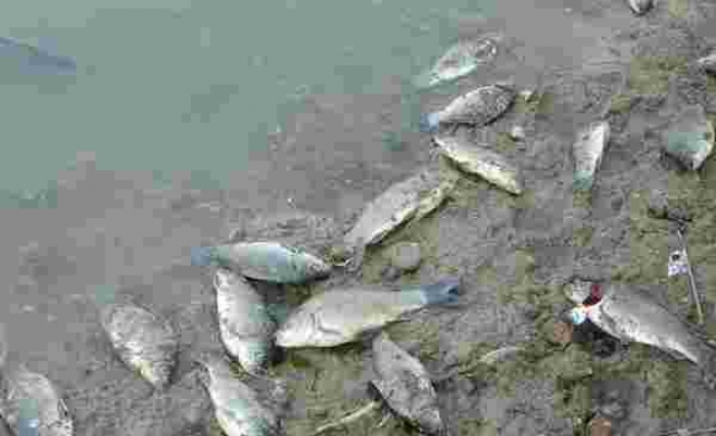 Manavgat'ta çamura dönen göletlerde balık ölümleri