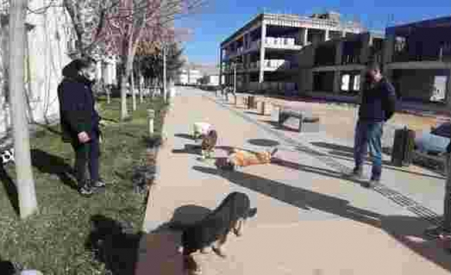 Mardin'de akademisyenler sokak hayvanlarını yalnız bırakmadı