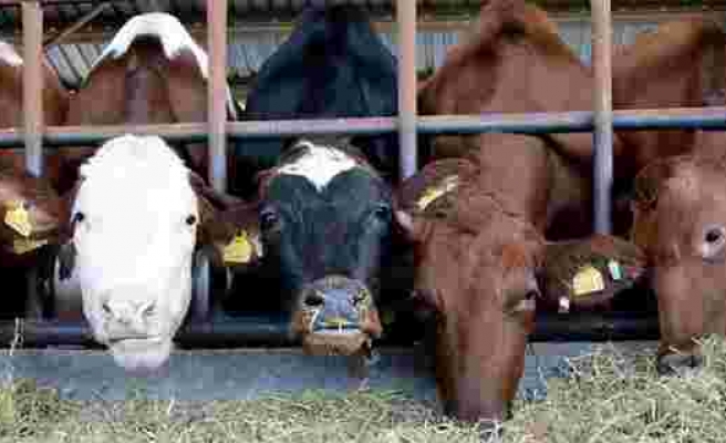 Mart ayında toplanan inek sütü miktarı yüzde 4,7 arttı