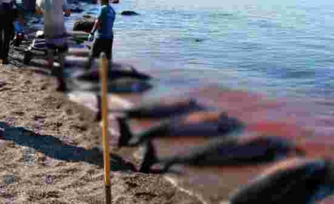 Meksika'da en az 30 yunus karaya vurdu! Yetkililer nedenini araştırıyor - Haberler