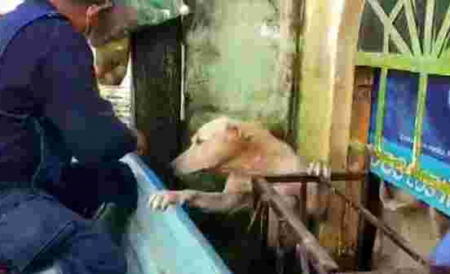 Meksika'da selden kurtarılan köpeğin görüntüleri viral oldu