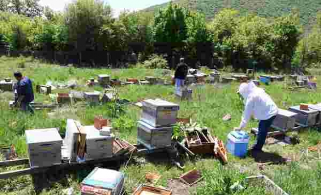 Milli Projeye Sabotaj: Tekirdağ'da 4 Milyon Arı Öldü, Üstün Irk Arılar Çalındı!