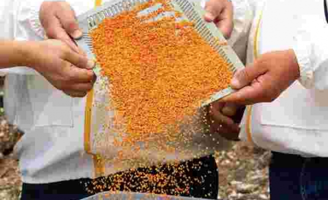 Milyonlarca arının gram gram topladığı polende ilk hasat gerçekleştirildi! Kilosu 400 TL'den satılıyor - Haberler
