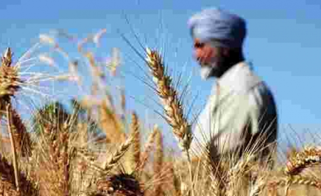Mısır, Hindistan'ın buğday ihracatı yasağından muafiyet istiyor