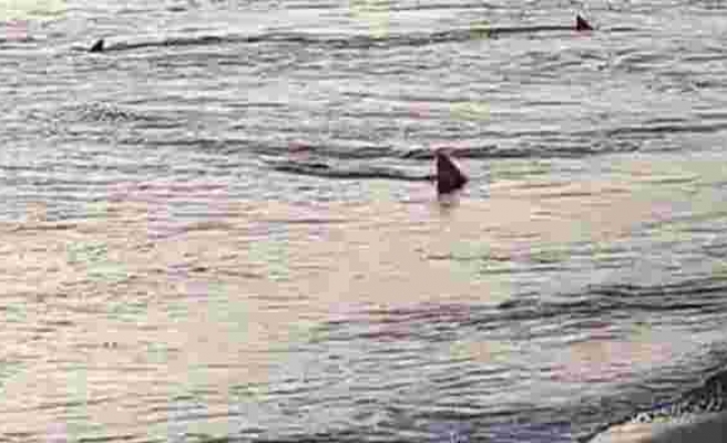 Muğla'da kıyıya 3 metre mesafede köpek balıkları görüntülendi