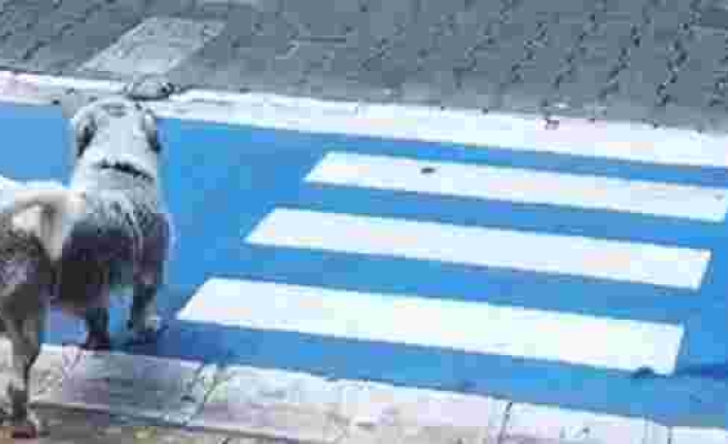 Muğla'da Yayalar Kırmızı Işıkta Yaldır Yaldır Geçerken Yeşil Işığı Bekleyen Sokak Köpeği