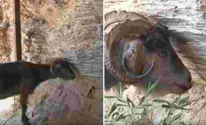 Muğla'daki Orman Yangınlarında Yavruları Ölen Anne Keçi Hayata Küstü