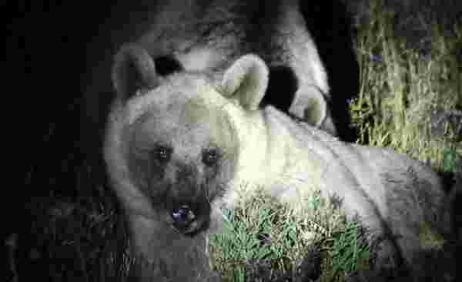 Nemrut’un ayıları gece görüntülendi