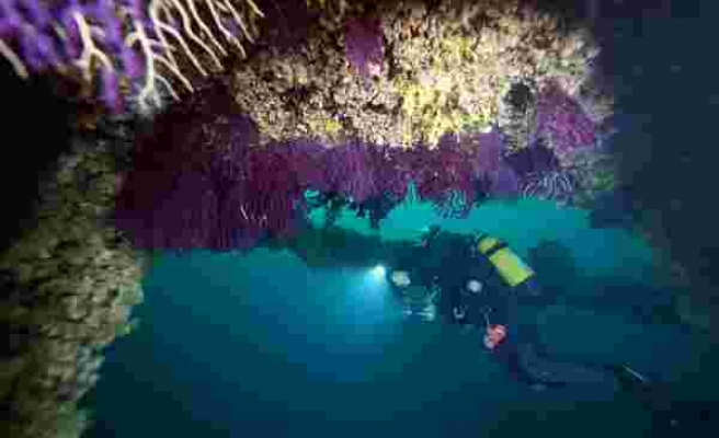 Nesli tükenmekte olan kırmızı mercanlar, Çanakkale Boğazı’ndaki batık gemilerde hayat buluyor