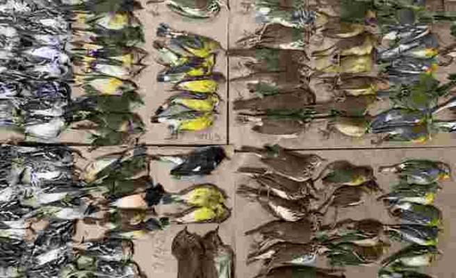 New York'ta yüzlerce kuş gökdelenlere çarparak öldü