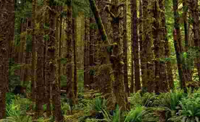 Norveç ve Endonezya'dan yeni yağmur ormanları anlaşması