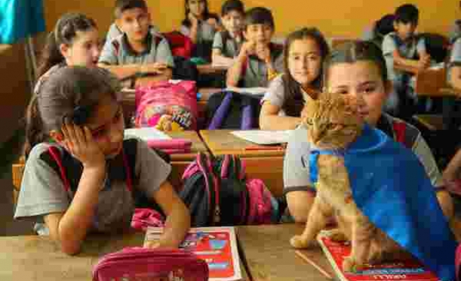 Öğrencilerden Hüzünlü Veda: Türkiye'nin Gündemindeki Kedi Tombi Yurt Dışına Gidiyor 
