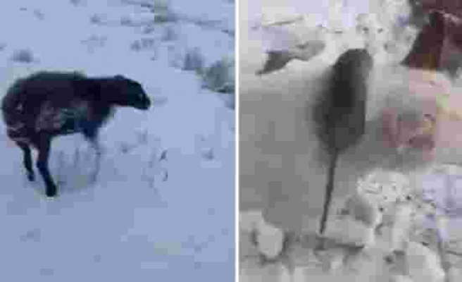 Öldürücü soğukların hüküm sürdüğü topraklarda ısınmak isteyen fare köpeğin boynunda dondu