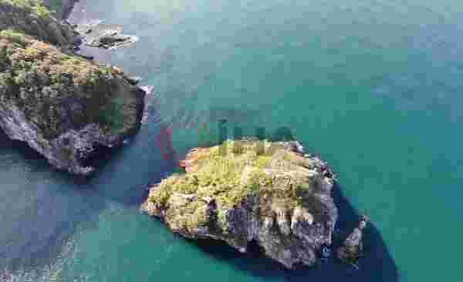 Ordu'nun kuş cenneti: 'Hoynat Adası'