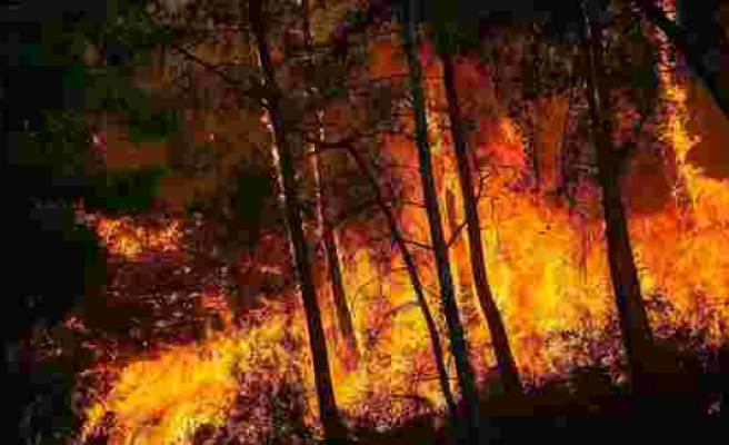 Orman Genel Müdürü: 144 Orman Yangınının 134'ü Kontrol Altına Alındı