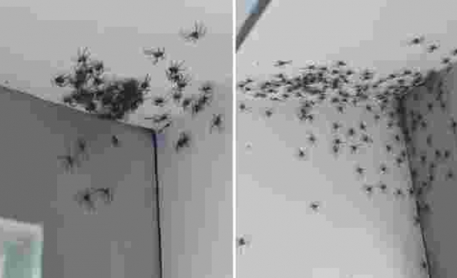 Örümcek Korkusu Olanlar Uzak Dursun: Örümcekler Tarafından İstilaya Uğrayan Odanın Korkutucu Görüntüler