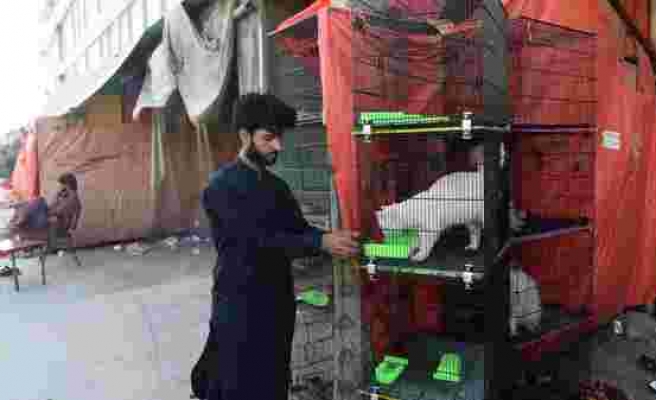 Pakistan'da Koronavirüs Nedeniyle Kapatılan Dükkanlarda Yüzlerce Evcil Hayvan Açlıktan Öldü